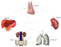Immagine: ciclo organi